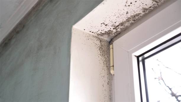 Best Emergency Mold Removal  in Weddington, NC