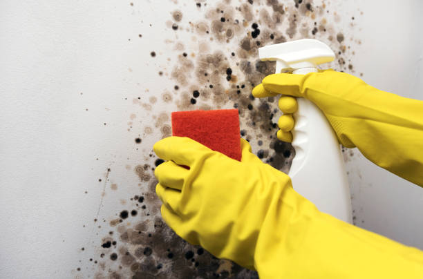 Best Local Mold Removal Service  in Weddington, NC