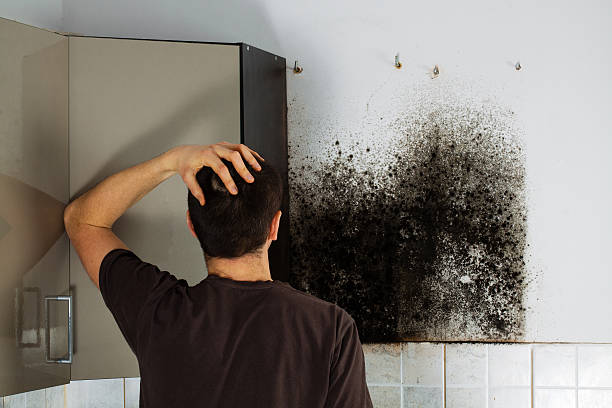 Best Mold Removal Company Near Me  in Weddington, NC
