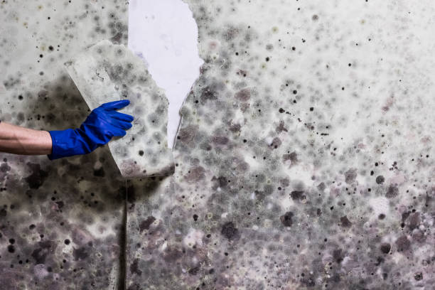 Best Mold Cleaning Services  in Weddington, NC